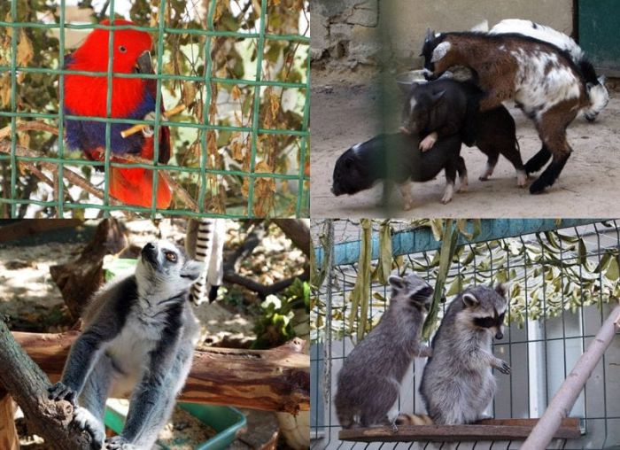 Бесплатный зоопарк в Харькове